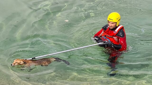 rescate-zorro