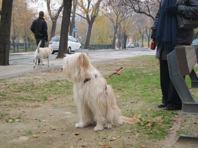 perros