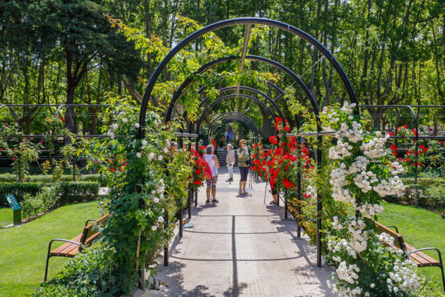 rosaleda-parque grande