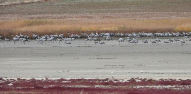 Primeras bandadas de grullas en la RND de la laguna de Gallocanta